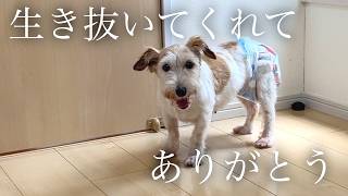 Download Lagu No more calling it a tool. A rescue dog has departed for a happy future. MP3 Download Lagu No more calling it a tool. A rescue dog has departed for a happy future. MP3
