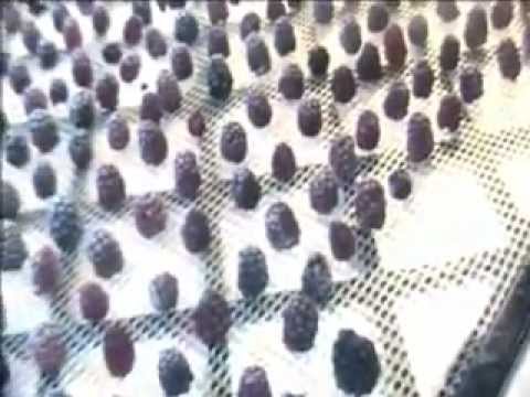 Dehydrated Black Berries or Raspberries. - YouTube