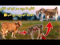 How to extract milk if a baby cow dies|||What to do if a calf dies during delivery?