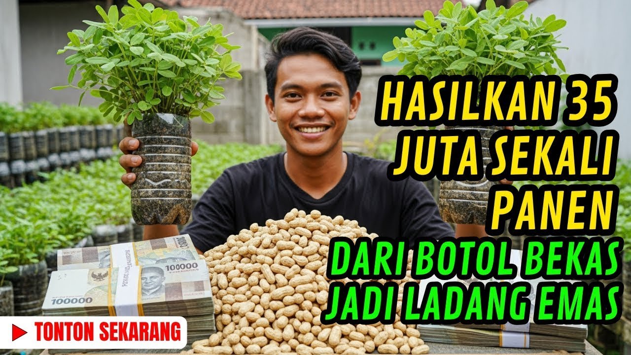 NGGAK NYANGKA‼️Kacang Tanah di Botol Bekas Bikin CUAN PULUHAN JUTA. Pemula Wajib Tahu‼️