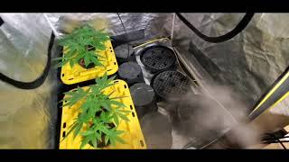 How to Grow Small Cannabis Plants in Tiny Spaces With Kush Santa