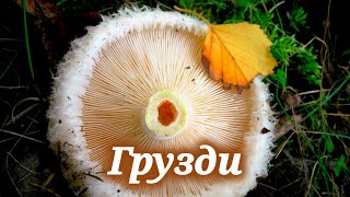 Где найти грибы грузди, и как их правильно солить
