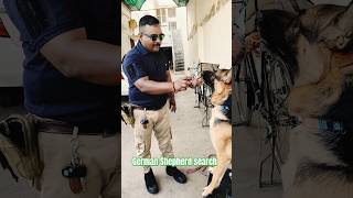 german shepherd search training #session #27 #shorts