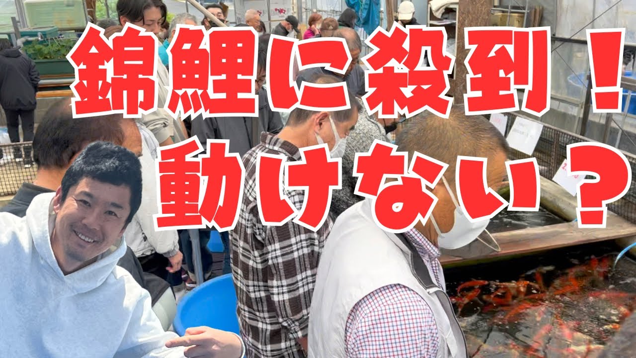 1000円の錦鯉、展示即売会！中編#塩田養鯉場#koifish #koi