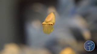 Baby Common Cuttlefish at the Tennessee Aquarium