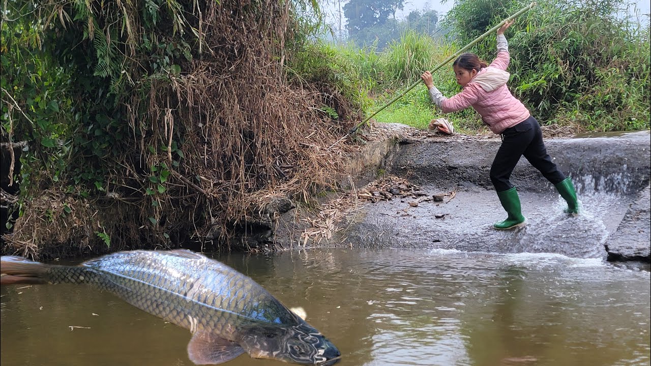 Meet a wild puddle with many incredibly giant fish. Caught many giant fish. fish catching skills