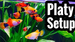 Platy Fish Tank Setup and Requirements