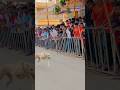 Kolhapur dog race 🚀😱 || kolhapur dog racing / dog race maharashtra || #shorts #arfyads