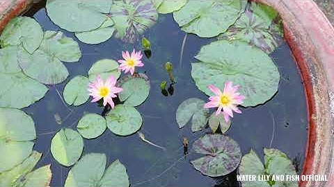 NGẮM HOA SÚNG NỞ TRONG CHẬU XI MĂNG NUÔI CÁ BẢY MÀU