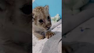 🦁🦁🦁What is it saying? #lioncub #lion #kitten #foryou #fpy #cute #kitty
