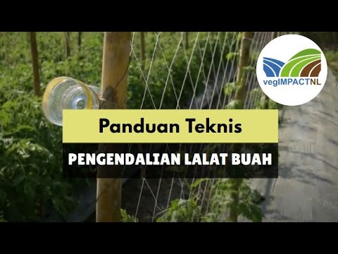 Cara Memasang Perangkap untuk Lalat Buah - vegIMPACT NL