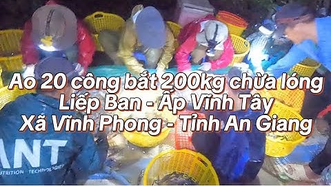 Ao 20 công bắt 200kg tôm càng lúc 1h sáng tại Liếp Ban - Ấp Vĩnh Tây - Xã Vĩnh Phong - Tỉnh An Giang