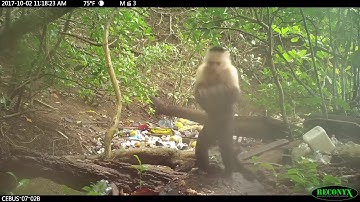 Monkeys enter the stone age in Panama