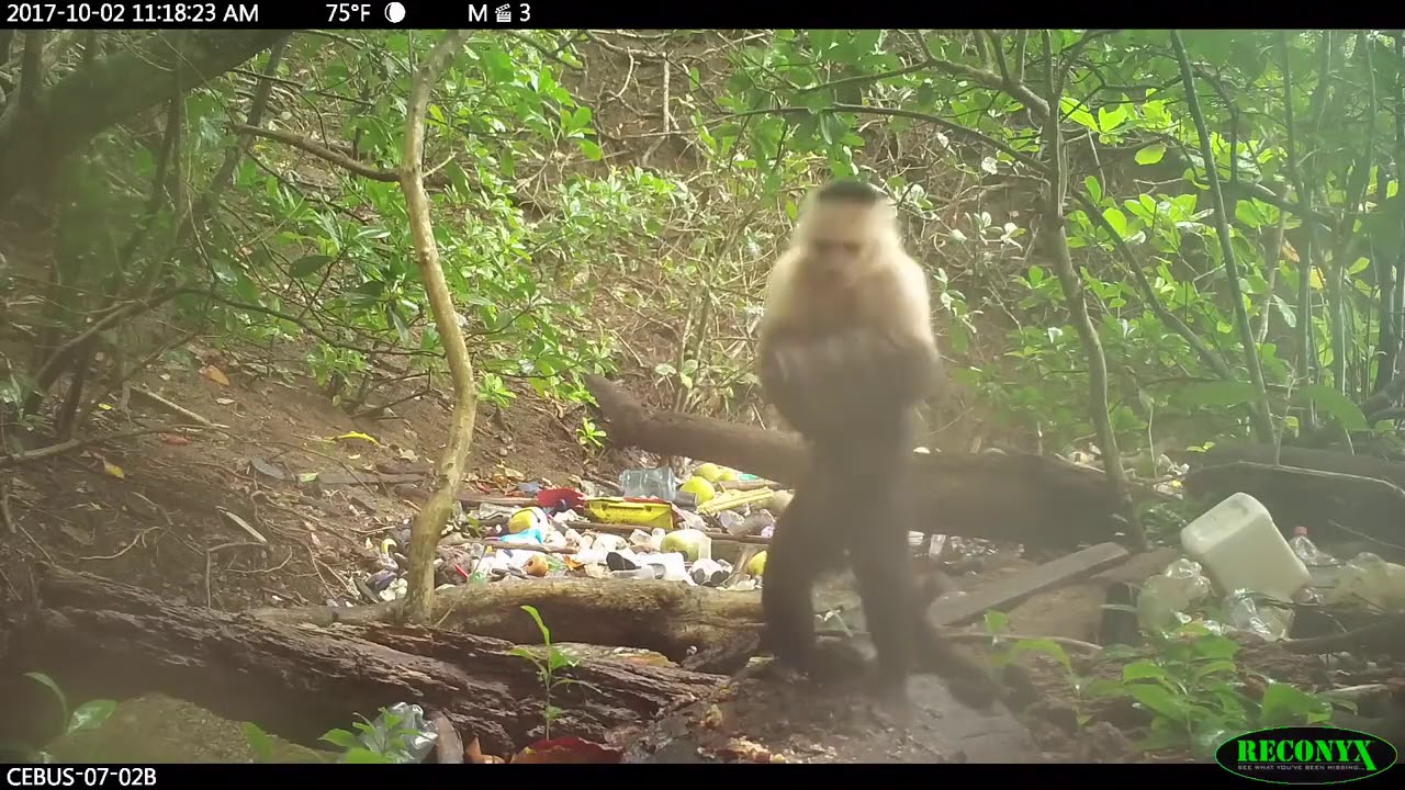 Monkeys enter the stone age in Panama