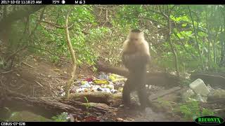 Monkeys enter the stone age in Panama