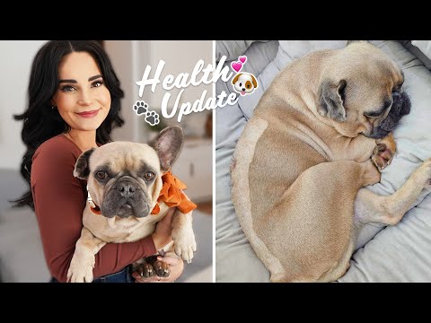 My Dog Had Emergency Surgery - IVDD: What You Need to Know