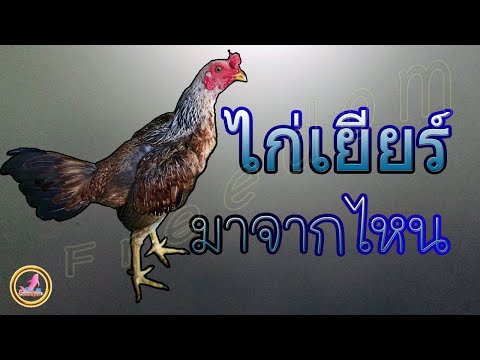 ไขที่มาของสายพันธุ์ไก่เยียร์...!!!