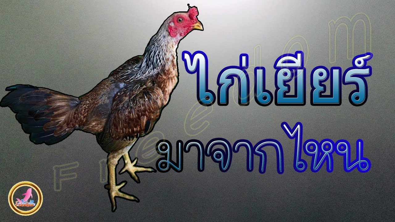 ไขที่มาของสายพันธุ์ไก่เยียร์...!!!