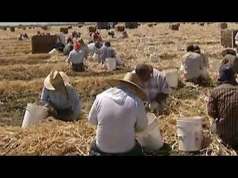 Labor Shortage Drives Up Farm Wages Could Hike Food Prices