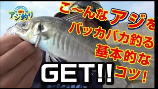 爆釣アジ釣り