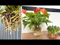 How to convert plant pots from earthen pots to water pots for the desk | adenium