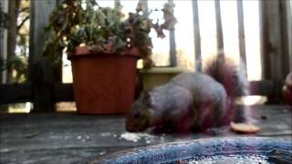 Squirrel eating oats.