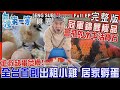 [全新] Taoyuan【搶救缺蛋!全台首創&quot;租小雞 居家孵蛋&quot; / 錦鯉極品!&quot;水中活寶石&quot;會飛的魚 優游像蝴蝶 / 黑手指救星!露天放養&quot;多肉天堂&quot; 】│2023.04.02│《台灣第一等》完整版