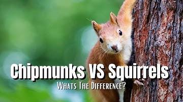 Chipmunks VS Squirrels: Whats The Difference?
