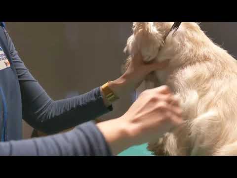 Vidéo: Josh The West Highland White Terrier Mix Sensibilise Aux Problèmes De Santé Liés à La Fente Palatine