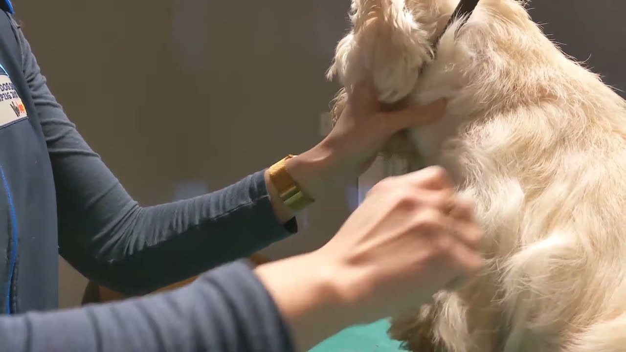 hand stripping a west highland terrier