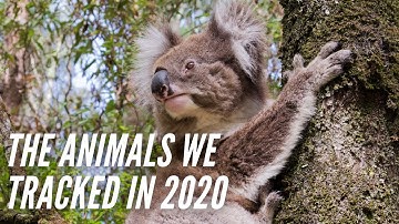 2020: A Year in Animal Tracking