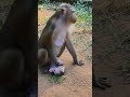 おもしろ子猿運び