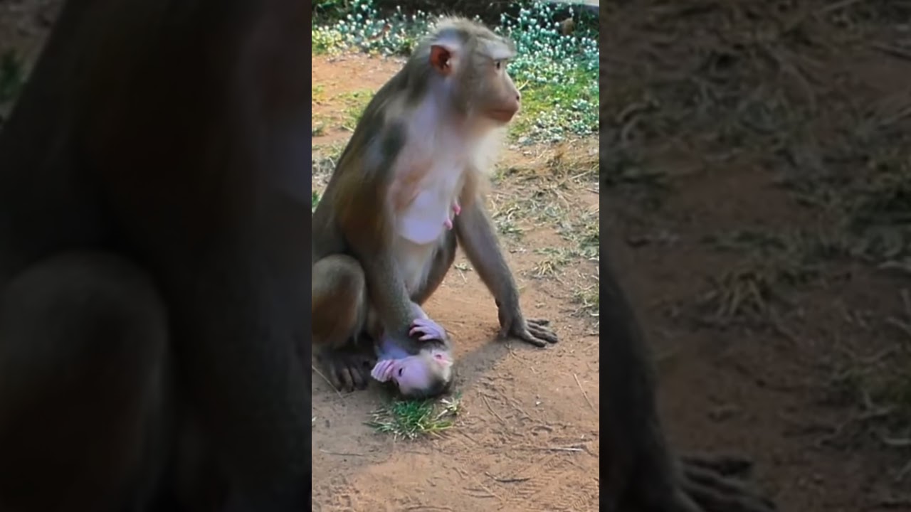 おもしろ子猿運び