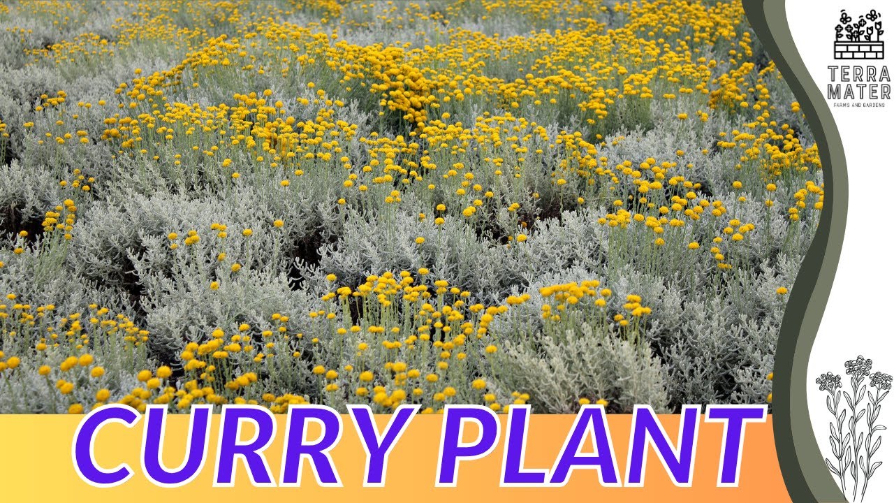 Growing CURRY Plant: Quick Tips for (Helichrysum italicum)!