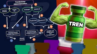 Why Trenbolone Works Better Than Other Anabolics In A Calorie Deficit | Science Explained