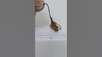 A dead leaf that isn