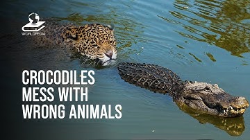 Amazing Times Crocodiles Messed With Wrong Opponents