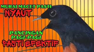 PANCINGAN PAGI-PAGI AGAR MURAI GACOR❗❗ MURAI MACET PASTI NYAUT EMOSI❗❗