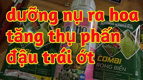kích thích ra hoa sớm dưỡng nụ tăng thụ phấn đậu trái ớt chống nghen hoa ớt 023 308