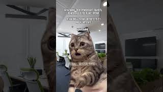 ￼Когда повысите з/п 😂 #new #reels #funny #cats #юмор #приколы