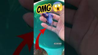 catching the betta fish #betta fishtank #bettafish #fish #samofficail #bettafishworld #guppyfish
