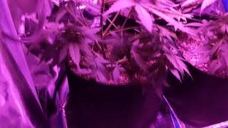 Mobile & Immobile Deficiency - Cheap Budget Marijuana grow tent