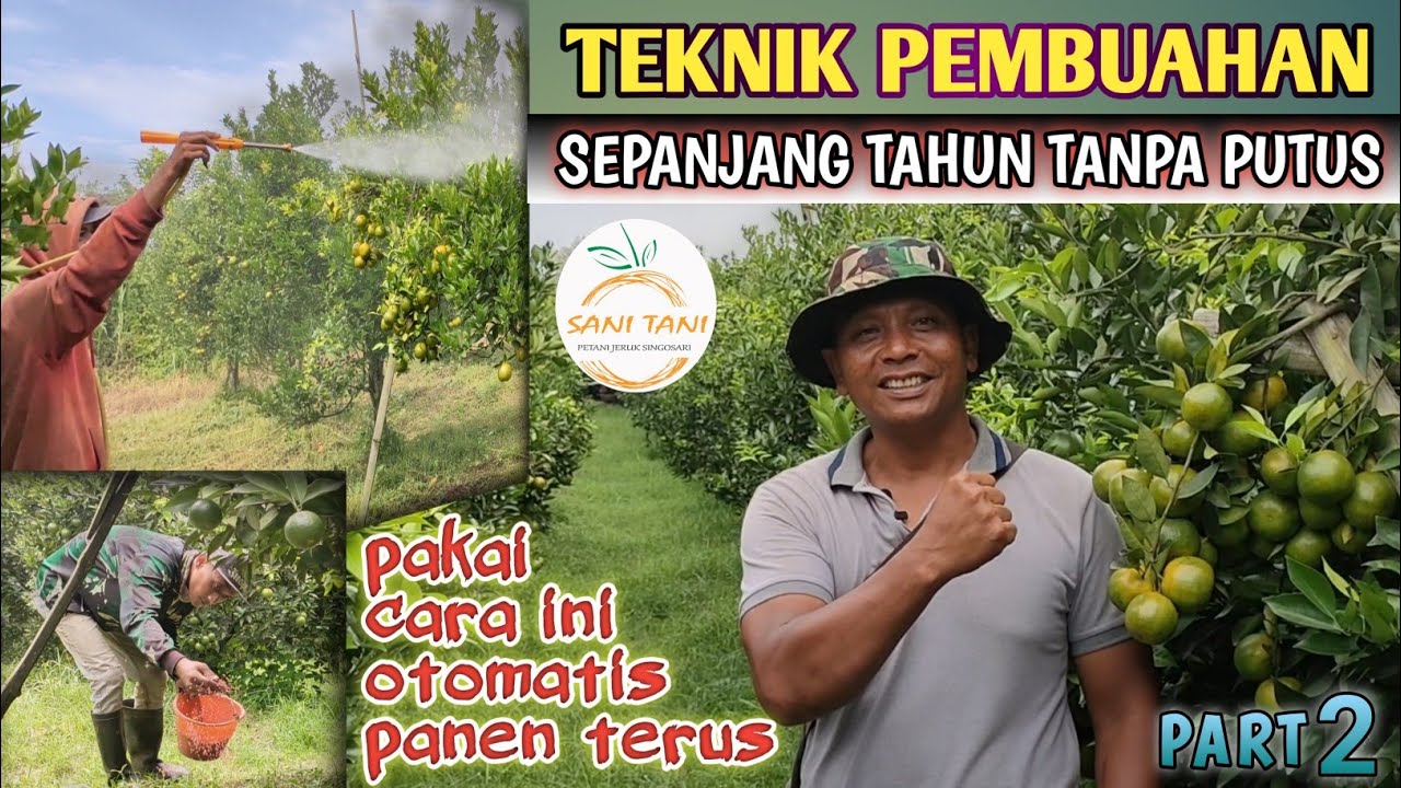 TUTORIAL || TEKNIK PEMBUAHAN TANAMAN JERUK SEPANJANG TAHUN TANPA PUTUS PART 2
