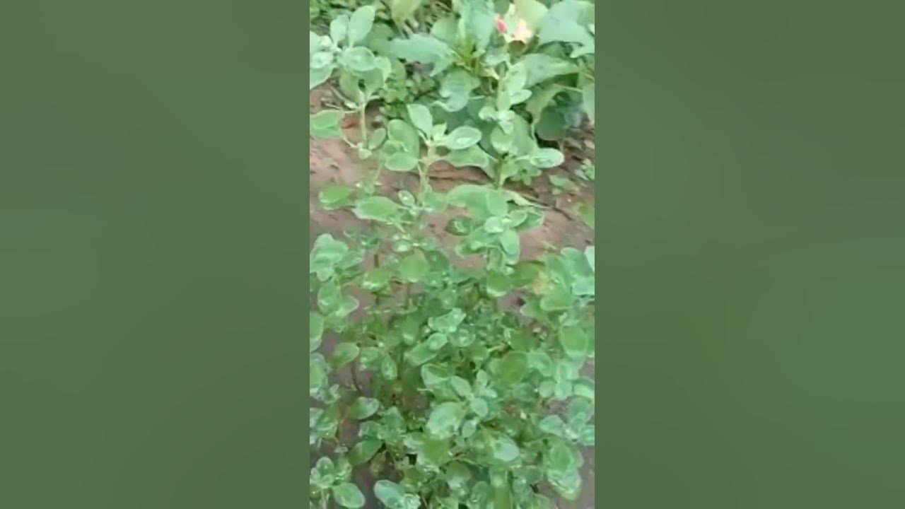 Maruvam Plant in my garden | Marjoram Plant - YouTube