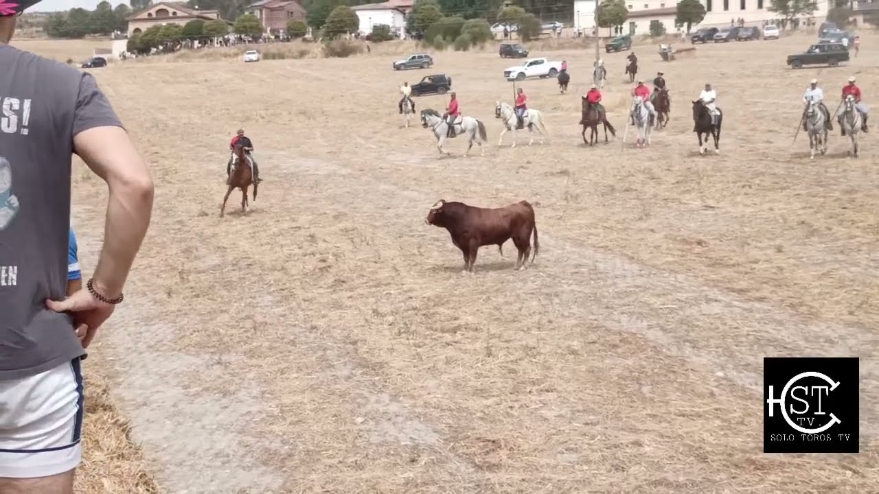 Cogolludo Guadalajara lunes encierro campo 🚜🌼🚜🌼 dos toros y vaca