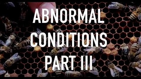 Abnormal Conditions Part III - Laying Workers, Sacbrood