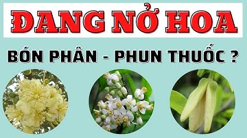 Giai đoạn đang nở hoa có bón phân xài thuốc được hay không ? | Hạn chế rụng hoa giai đoạn đang nở
