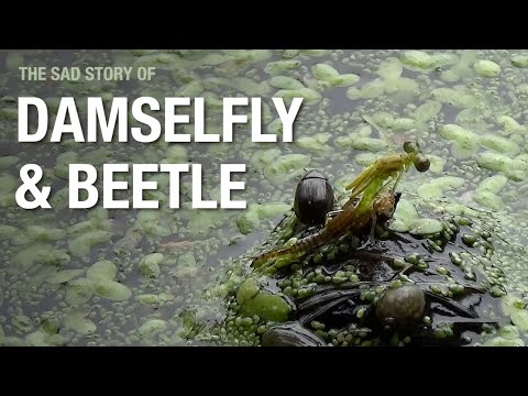 Video: Gdje se damselfly može naći?
