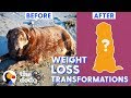 Top 5 Dog Weight Loss Transformations | The Dodo