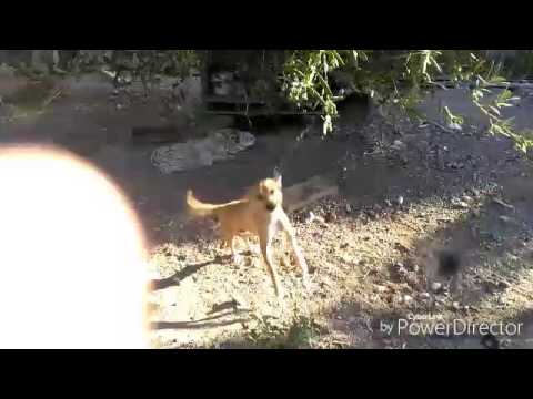 Βίντεο: Το Double-Amputee Boy συναντά το τετράκλινο σκυλί (και Tears Ensue)